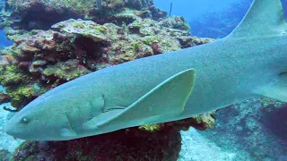 Nurse Shark Reef Dive Ambergris Caye Belize