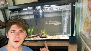 Feeding Time With My NEW Rescue Pet LARGEMOUTH BASS (1 Week Update)