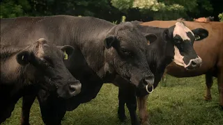 Dementer (2021) Exclusive Clip "Cow Heart" HD