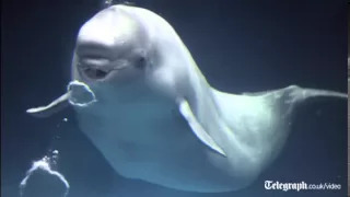 Whale imitates human voice
