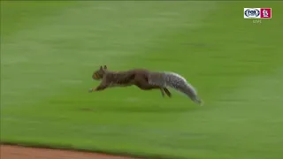 Rally Squirrel returns to Cardinals-Tigers