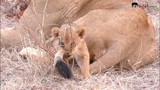Lion Cub Plays With Mom's Tail