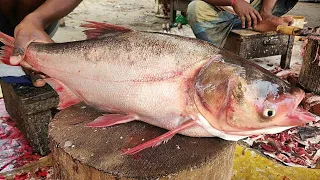 Big Head Carp Fish Cutting | Huge Silver Carp Fish Cutting In Fish Market