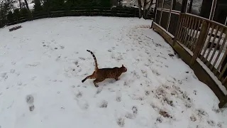 Bengal Cat hates snow