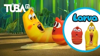 LARVA - ONCE UPON A TIME | Cartoon Movie | Cartoons For Children | Larva Cartoon | LARVA Official