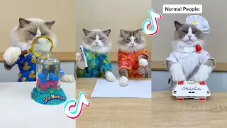 That Little Puff | Cats Make Food 😻 | Kitty God & Others | TikTok 2024 #37