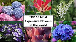 Top 10 Most Expensive Flower in the World #flowers  || Luxury Channel By JL