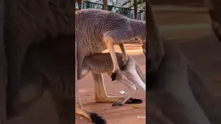 Baby kangaroo can’t get in mama’s pouch