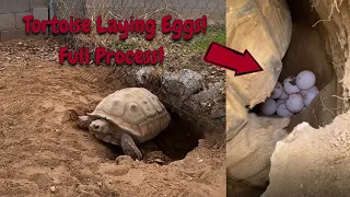 My Sulcata Tortoise Is Laying Eggs! (8 hour time-lapse)