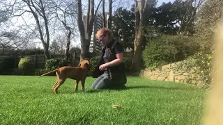 Vizsla Puppy starting his training at 10 weeks