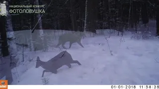 ID4270/Заповедник Столбы/Эта загадочная кабарга