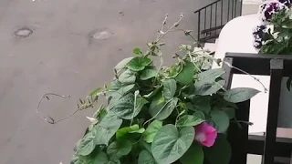 Ипомея 🌱на Балконе разрослась и зацвела🌺Обзор спустя 2 месяца