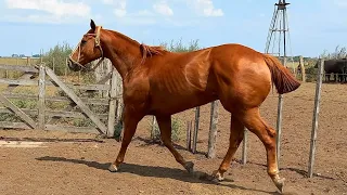 (vendido) Excelente caballo alazan,de trabajo 8 años de edad  $360.000