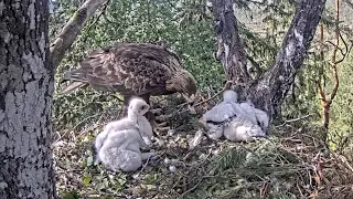 Kaljukotkas 2 | Golden Eagle | Finally little eaglet eat food from Mom | June 3, 2024