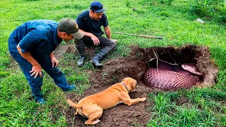 What Dog Found in the Backyard Left His Owner Speechless