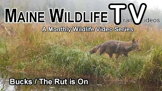 Maine Bucks/Rut is On/Coyotes/Maine Wildlife Trail Video - October 2023