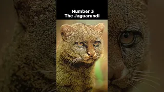 Top 5 Wild Cats Of South America #wildcats #shorts