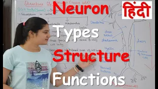 Neuron physiology in Hindi | Types | Structure | Sensory & Motor nerve | Neuron parts