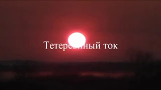 Тетеревиный ток