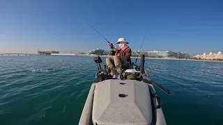 Kayak Dubai Hammour Queen Catch and Release Jan 2024