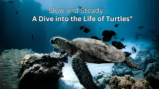 Slow and Steady: A Dive into the Life of Turtles.