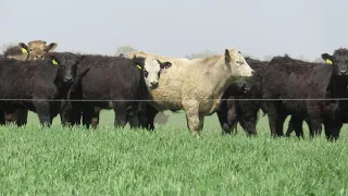 Overview of Annual Forage Systems