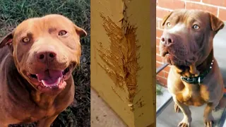 Beloved Pit Bull snaps, turned on its family unexpectedly
