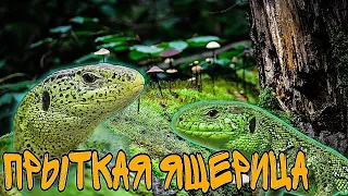 ПРЫТКАЯ ЯЩЕРИЦА! ПРЫТКИЕ ЯЩЕРИЦЫ! #ящерицы #прыткаяящерица