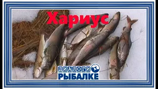 Диалоги о рыбалке -   098 / Хариус