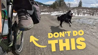 How to Avoid Dog Attacks On a Bike Tour