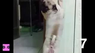 Ultimate Top 10 Funny Guilty Dog Compilation - 2014 (HD)