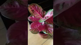 paket aglaonema koleksian