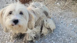 Abandoned small size dog in terrible condition was found in a busy road.