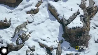 Popular video on hunter and hunted SNOWLEOPARD two hundred feet fall with pray