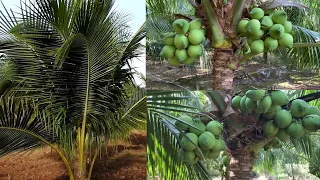 How to fertilizer coconut with Natural and NPK To Get a Lot of Fruit I Tip Fertilizer coconut