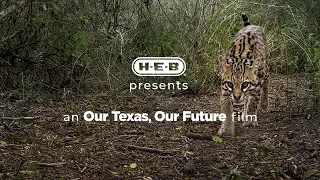 H-E-B | Our Texas, Our Future Films: Ranching with Ocelots Trailer