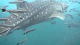 Китовая акула пришла к дайверам