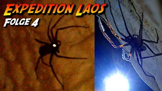 Endlich gefunden! - Die größte Spinne der Welt | Laos Folge 4 (Finale)
