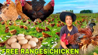 Malaki ang Kitaan sa Manok Pagpapalawak ng Manokan...Mga Kinita  sa Talong Free Ranges Chicken