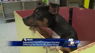 ‘Black Dog Syndrome’ impacting local shelters