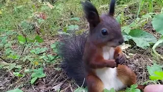 Белка сломалась / リスは本当に壊れました / Squirrel broke