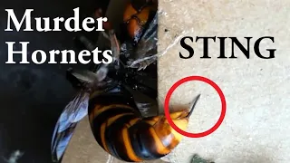 Murder Hornets　"HUGE STING"