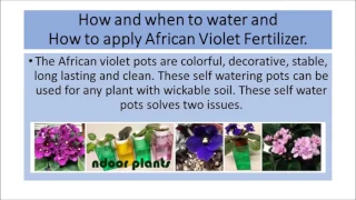 African Violet Pots Audubon, NJ - Self Watering Pots