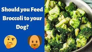 Can Dogs eat Broccoli? Should you Feed your Dog Broccoli?