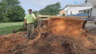 Stump Grinding, Largest Stump in 25 Years