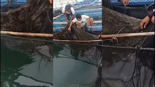 [KERAMBA JARING APUNG BUDIDAYA IKAN KERAPU CANTANG DAN LOBSTER BAMBU DI PANGANDARAN]