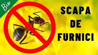 Cum scapi de FURNICI | Insecticid eficient pentru furnici | Get rid of ants fast, cheap and easy !