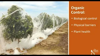 Citrus Greening Disease: the Quest for an Organic Management Solution