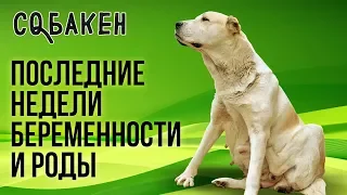 Последние недели беременности и роды алабая | Туркменский алабай | Роды у собаки