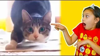 КОТЫ ПРЫГУНЫ! ЛУЧШИЙ НЕ ЗАСМЕЙСЯ ЧЕЛЛЕНДЖ с КОТАМИ! Funny Cats Попробуй не засмеяться Валеришка